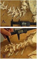 Category:Khaan fossils - Wikimedia Commons