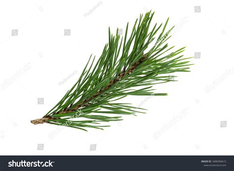 pine leaves stock  images photography shutterstock