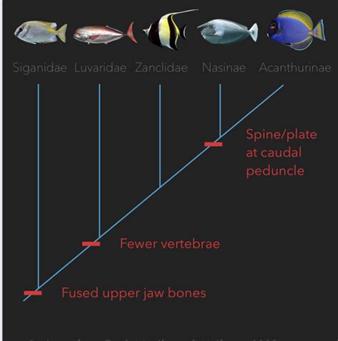 What Is A Fish And Anatomy Flashcards Quizlet