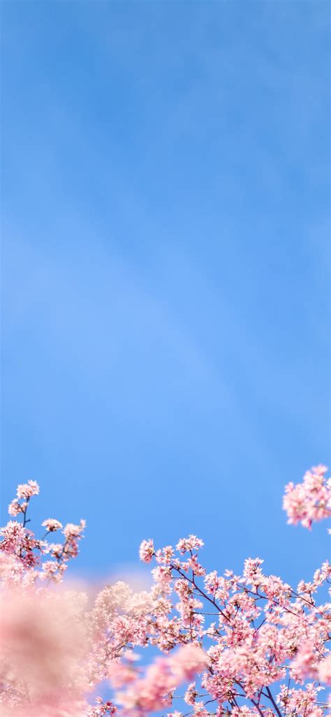 white cherry blossom under blue sky during daytime iPhone X Wallpapers ...