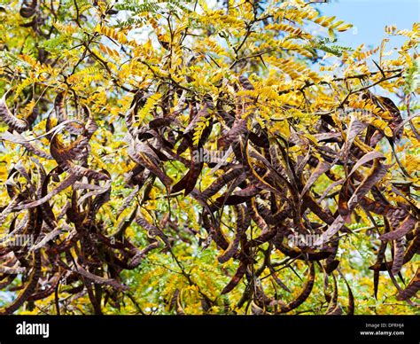 Seed Pods Acacia Tree Hi Res Stock Photography And Images Alamy