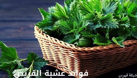 فوائد القريص