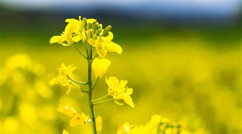 Cultivo De Canola Aumenta No Brasil Mf Magazine