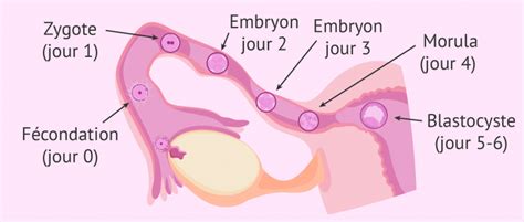 Troisi Me Semaine De Grossesse D But Du D Veloppement De L Embryon