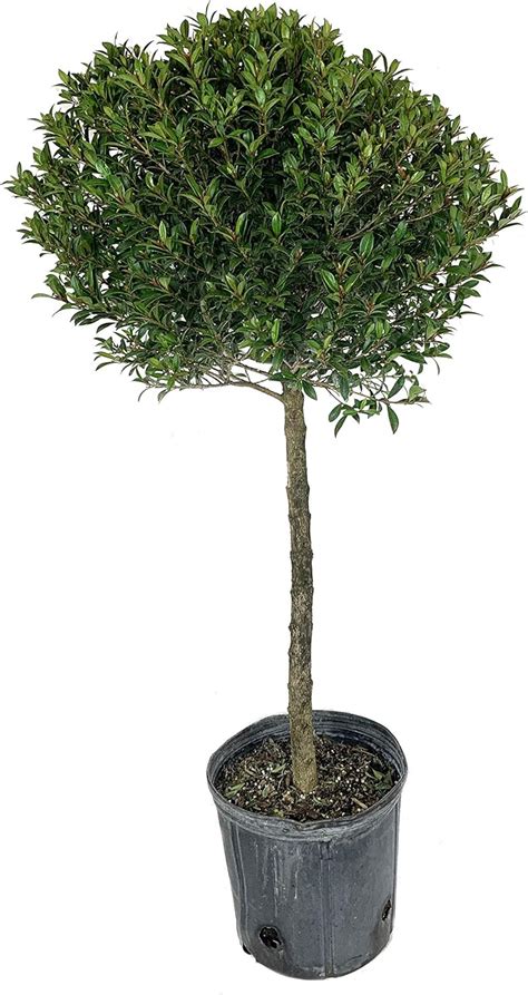 Amazon Eugenia One Ball Topiary Live Plant In A Inch Pot