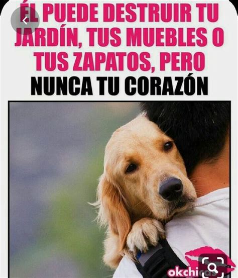 60 Frases Para Tu Perro Que Lo Amas Y Lo Quieres