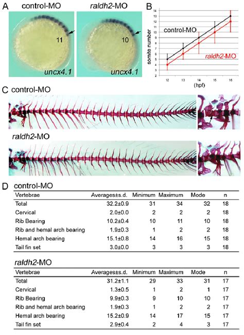 Knockdown Of Raldh2 Leads To Loss Of A Somite And The Resultant Second