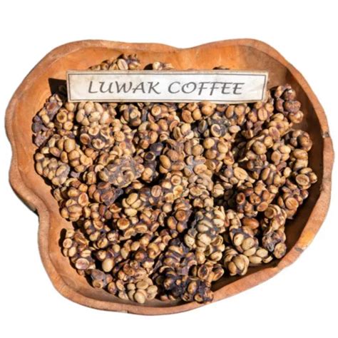 Luwak Coffee Raw Beans Civet Coffee From Coorg Kopi Luwak Beans