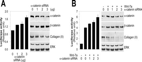 Regulation Of Catenin Signaling And Maintenance Of Chondrocyte