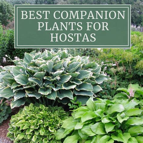 12 Best Companion Plants For Hostas Tutoring You