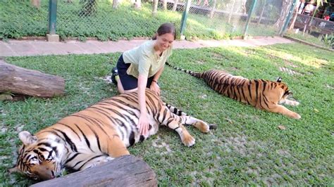 Tiger Encounter Youtube