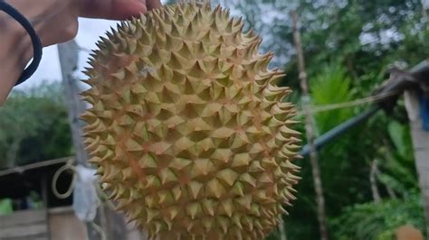 Suasana Di Kampung Halaman Mandi Sambil Cari Durian Bareng Istri