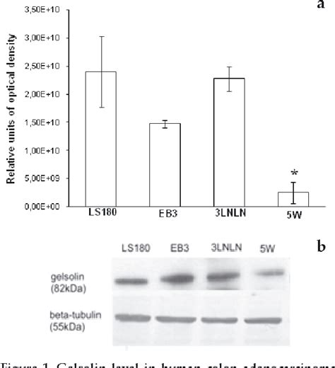 Figure From Gelsolin In Human Colon Adenocarcinoma Cells With