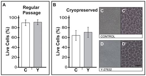 The Use Of Y 27632 For Cell Survival During Regular Cellular Passage Download Scientific