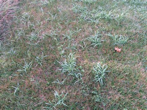 invading grass in sod : r/lawncare