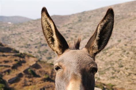 Best Donkey Ears Stock Photos, Pictures & Royalty-Free Images - iStock