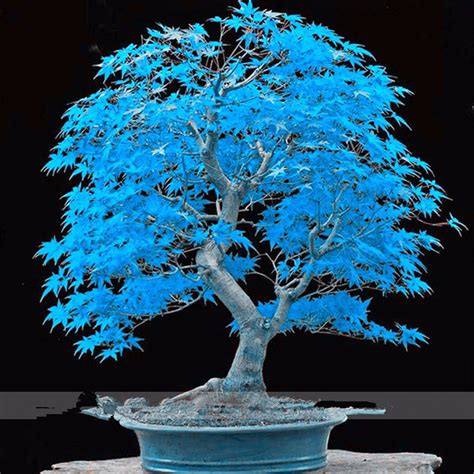 Very Rare American Blue Maple Bonsai Tree Seeds Pack Rare Japanese