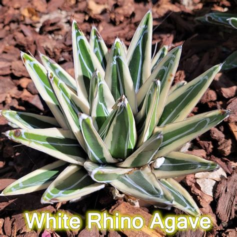 White Rhino Agave Variegated Agave Victoriae Reginae Rare Etsy