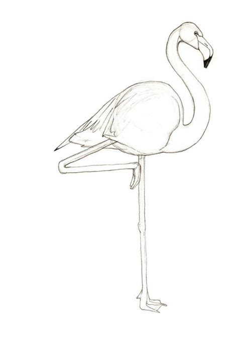 Flamingo Coloring Pages Pink Flamingo Drawing At Getdrawings Free For