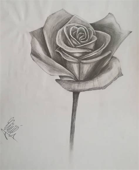 Como Dibujar Una Rosa Realista A Lapiz