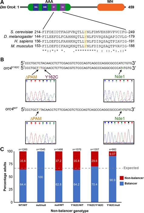 Meier Gorlin Syndrome