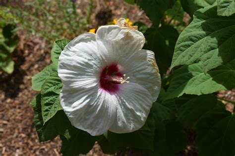 Disco Belle White Hardy Hibiscus