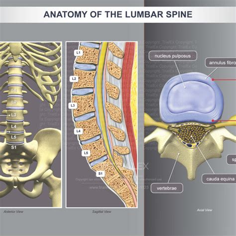 Anatomy of the Lumbar Spine - TrialExhibits Inc.