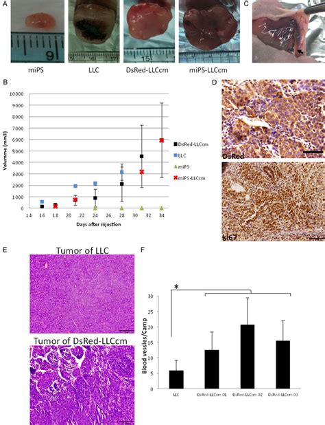 Dsred Llccm Cells Form Malignant And Highly Angiogenic Tumor In Vivo