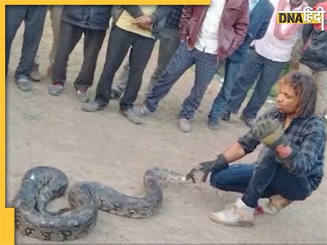 Python Viral Video खेत में सुरंग से स्नेक सेवर ने पकड़े इतने अजगर