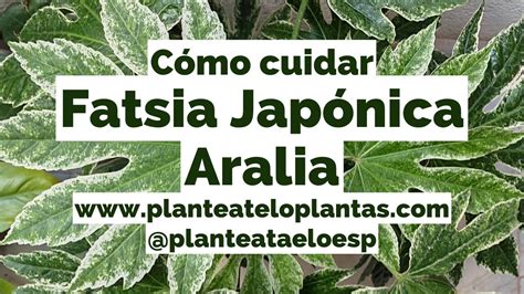 C Mo Cuidar Fatsia Jap Nica Aralia Aralia Del Jap N Muy F Cil Y