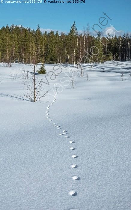 Yläosa 87 imagen ketun lumijälki abzlocal fi