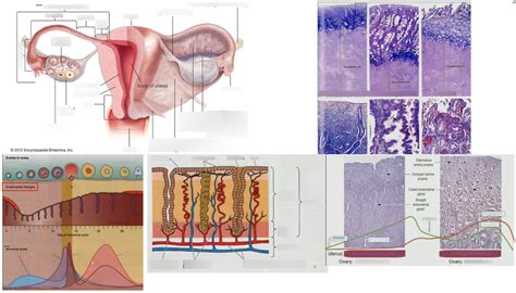 Anatomy And Histology Of Female Reproductive System Uterine Tube