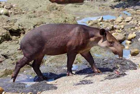 Quels Animaux Au Costa Rica Vivre Au Costa Rica