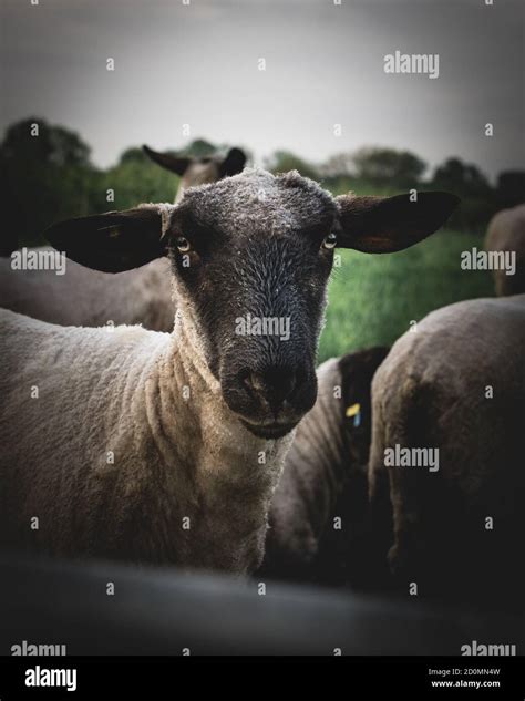 Black Face Sheep Standing On Meadow Portrait Of Face Yellow Eyes