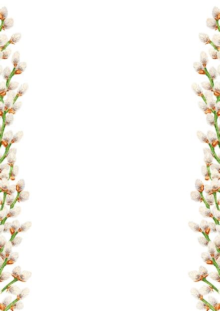 Premium Photo Hand Drawn Watercolor Border Frame Of Pussy Willow Botanical Clip Art Symbol Of