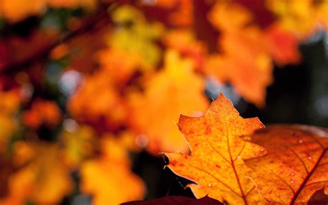 Leaves Flowers Autumn Nature wallpaper | 2560x1600 | #23192