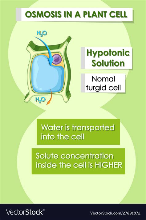 Hypotonic Plant Cell