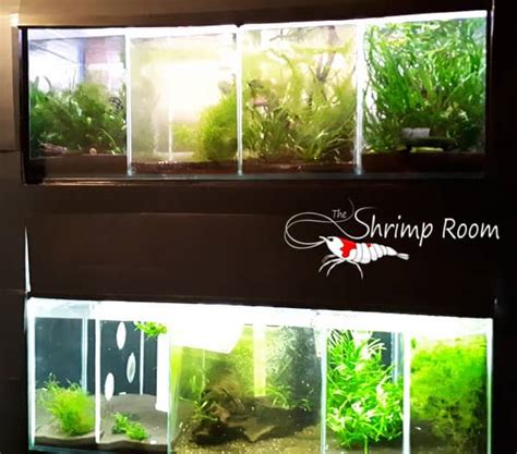 Freshwater Shrimp Breeding Rack