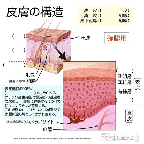 ボード「anatomytokyo」のピン