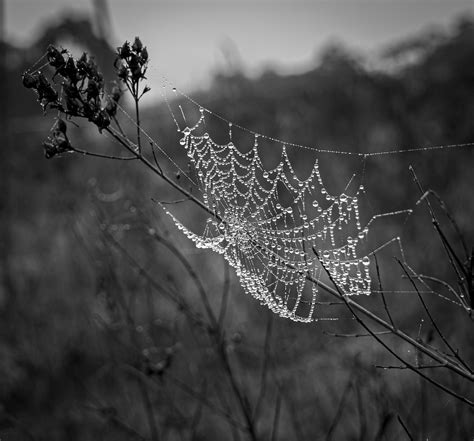 Spider Web Dew Black And White - Free photo on Pixabay