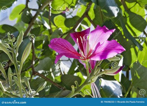 Brazilian Orchid Tree In Bloom Stock Image Image Of Orchid Foliage