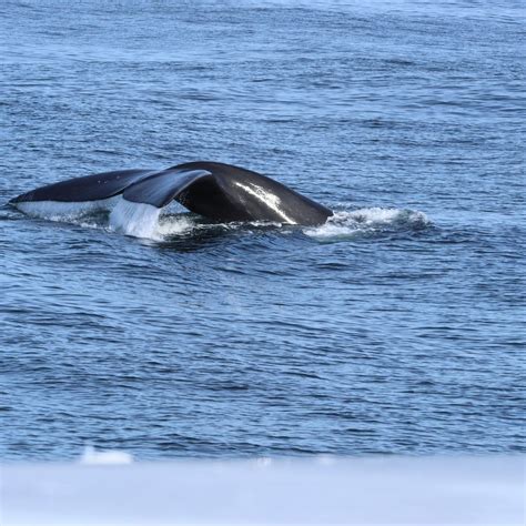 Hermanus Whale Watching Season 2024 - Southern Right Charters