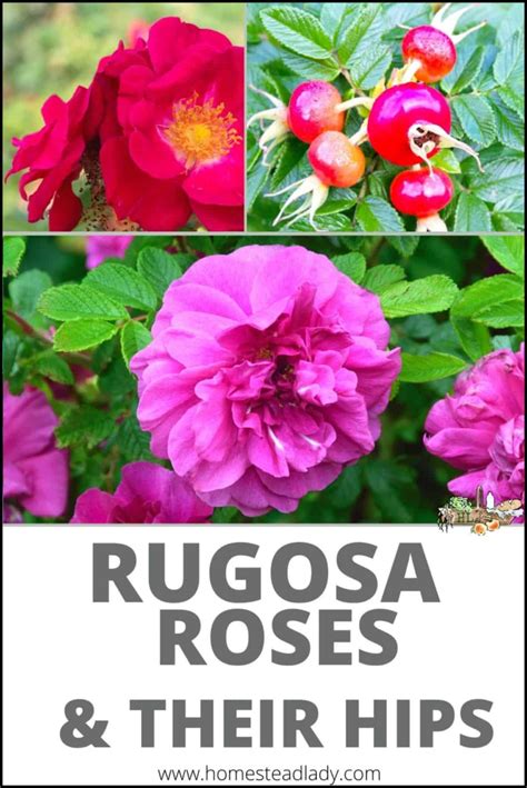 Rugosa roses and their hips - Homestead Lady