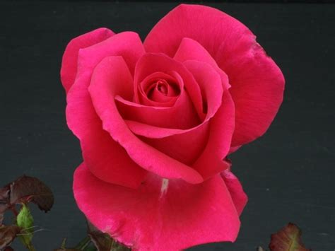 Hybrid Tea Rose All My Loving Buy Online Ashwood Nurseries