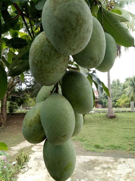 Gambar Buah Mangga Madu Analisis