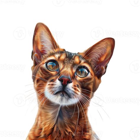 Blue Eye Cat on Transparent Background 48105773 PNG