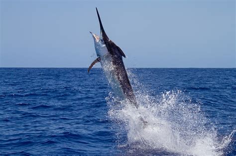huge marlin fish
