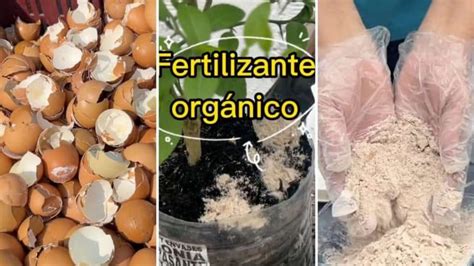 C Mo Hacer Fertilizante Con Polvo De C Scaras De Huevos Usos Tdi