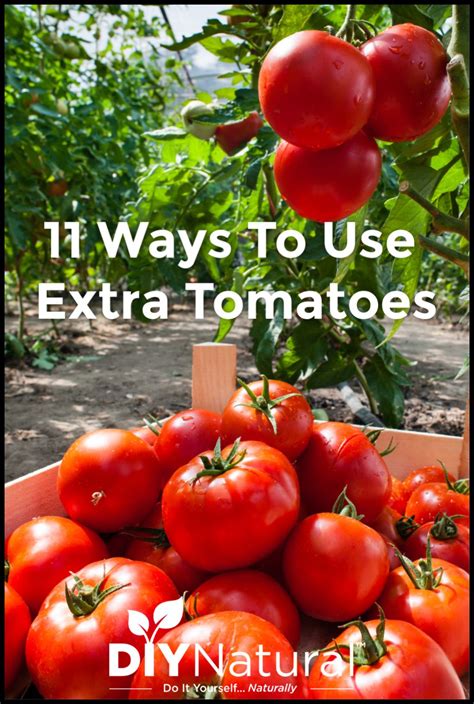 Fresh Homegrown Tomatoes Are Best Used Fresh Or For Canning But What