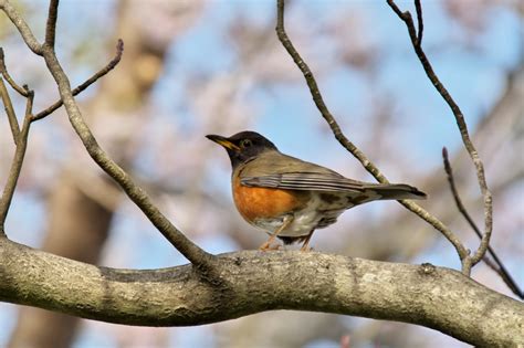 山田池公園で野鳥観察のススメ。水辺も豊富なバードウォッチングスポットを360写真付きで紹介